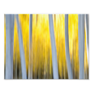 Surrounded by Aspen trees Photo Print
