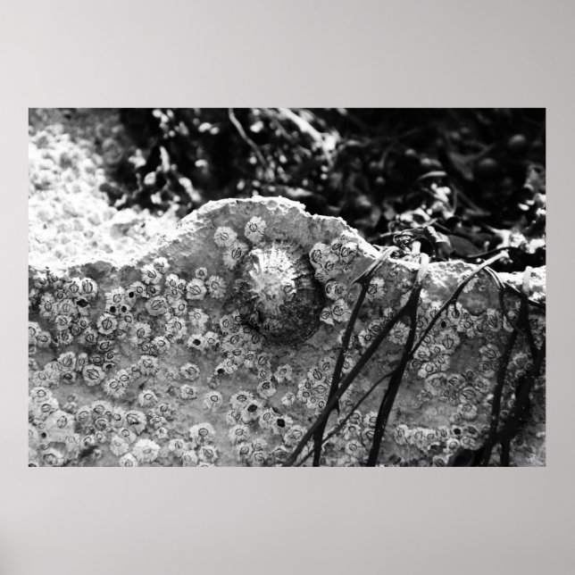 Surrounded Poster (Front)