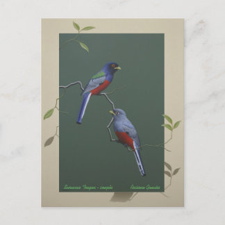Surucua Trogon - couple Postcard