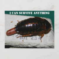 Survive Anything, Cockroach with egg sac Postcard