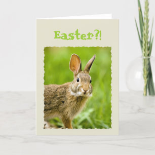 suspicious bunny looking at you holiday card