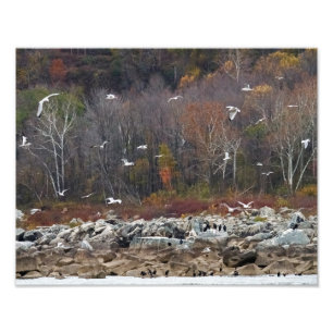 Susquehanna River Shoreline Photo Print