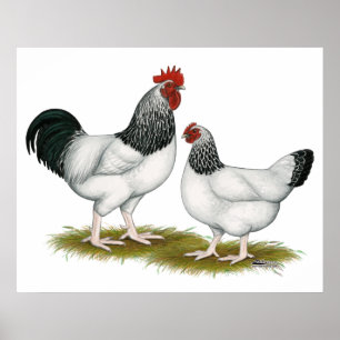 Sussex:  Light Pair Poster