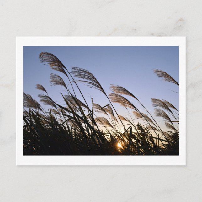 Susuki (Silver Grass): Japan Postcard (Front)