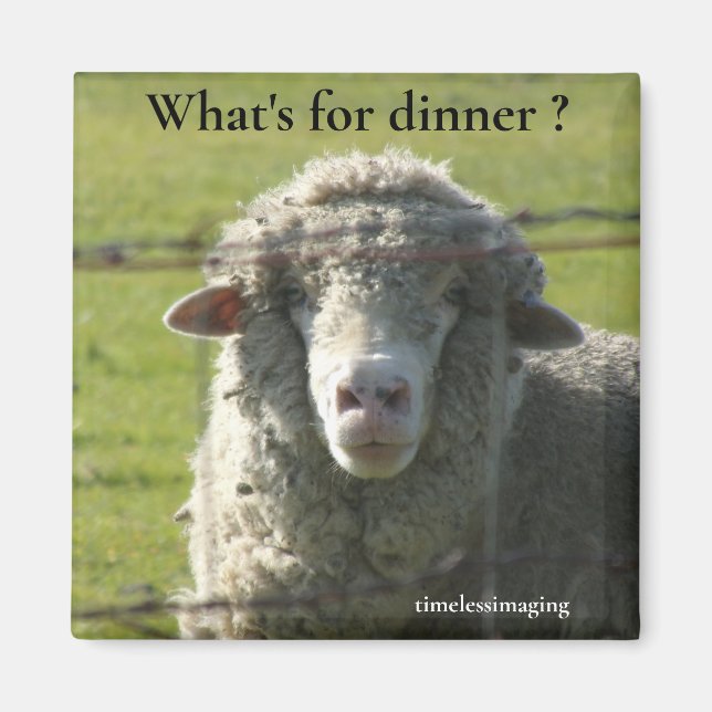 Sutter Buttes Mountain Range the sheep photo.  Magnet (Front)