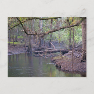 Suwannee River Backwater Postcard