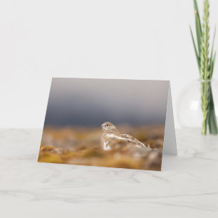 Svalbard Ptarmigan Nature Photo Card