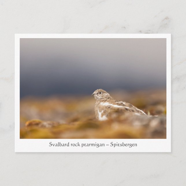 Svalbard Ptarmigan Wildlife Photo Postcard (Front)