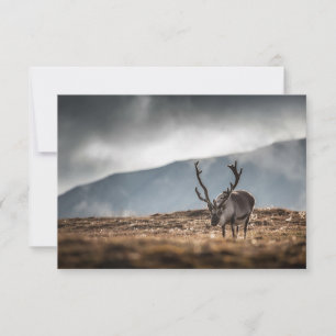 Svalbard Reindeer Nature Photo Card
