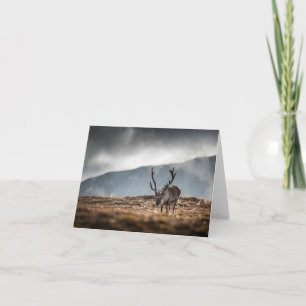 Svalbard Reindeer Nature Photo Card
