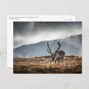 Svalbard Reindeer Nature Photo Postcard