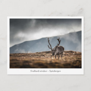 Svalbard Reindeer Nature Photo Postcard
