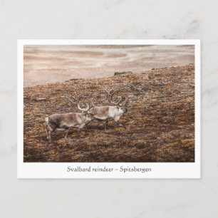 Svalbard Reindeer Postcard