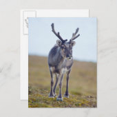 Svalbard reindeer postcard (Front/Back)