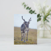 Svalbard reindeer postcard (Standing Front)