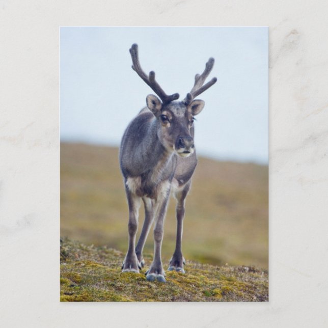 Svalbard reindeer postcard (Front)