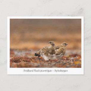 Svalbard Rock Ptarmigan Nature Photo Postcard