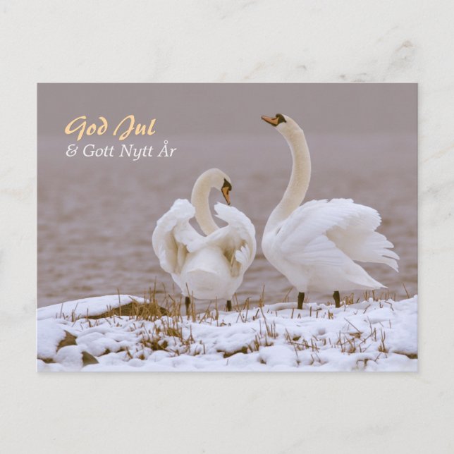 Svanpar i nysnö CC0804 Julhälsning Postcard (Front)