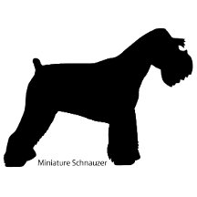 miniature schnauzer