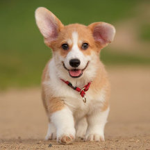 Corgi