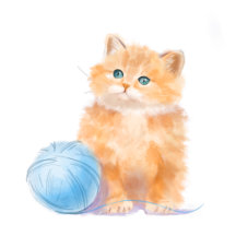 Kitten