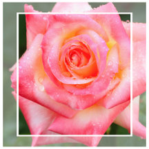 Forever Princess Diana：Rosa Elegant Lady