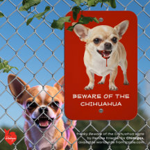 Beware Of The Chihuahua Signs