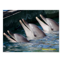 Bottlenose Dolphins
