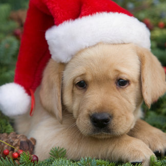 Deck The Halls