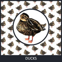 Ducks