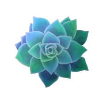 Botanical