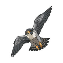Peregrine falcon collection 