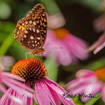 Butterfly Ceramic Tiles