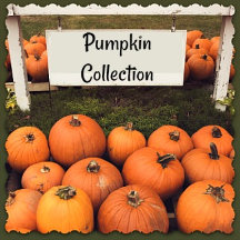 Pumpkin Collection
