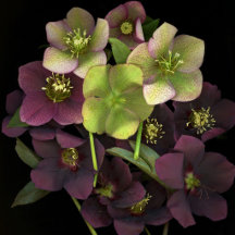 Hellebore Blossoms