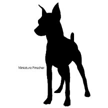 miniature　pinscher