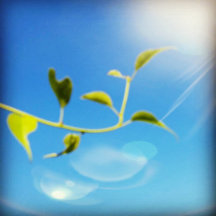 Decks of Playing Cards