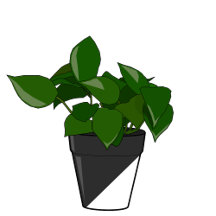 The Plant Craze Collection