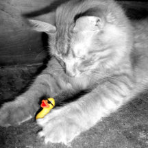 I said don't feed the cat!