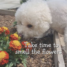 Smell the Flowers