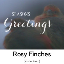 Rosy Finches | Winter Holiday