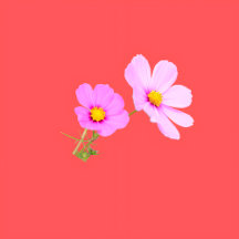 Happy Little Adventures – Kids T-Shirt Collection