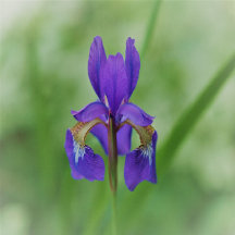 Purple Iris with Lt Green Background