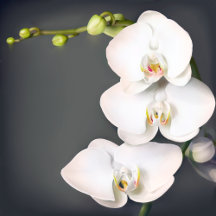 Orchidaceae (white orchids )