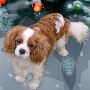 Cavalier King Charles Spaniel Christmas Gifts Holiday Card