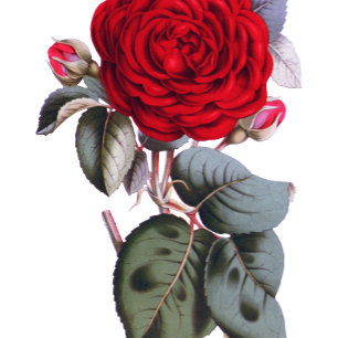 Chic Burgundy Red rose. Blossom Nature Wedding Inv Flyer