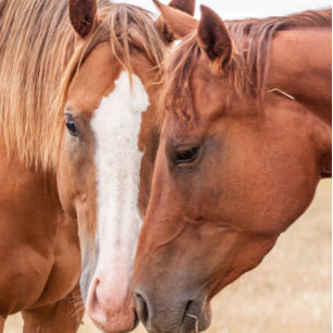 Horses nuzzling in a pasture invitation