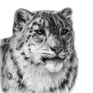 Hand-Drawn Snow Leopard  Poster
