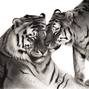 Tigers Hand Painted Wildlife Artwork Postcard