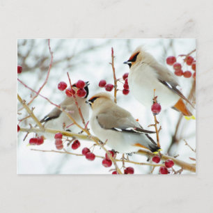 Sviristeli On Feeding Postcard